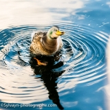 L’eau sur le dos du canard