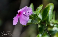 Petite fleur fuchsia