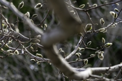 Bourgeons de magnolia