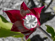 Tulipe-N-B