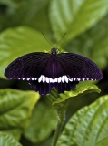 Papillon noir et blanc