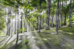 forest-de-palmiers